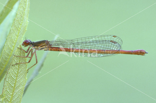 Koraaljuffer (Ceriagrion tenellum)