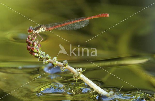 Koraaljuffer (Ceriagrion tenellum)