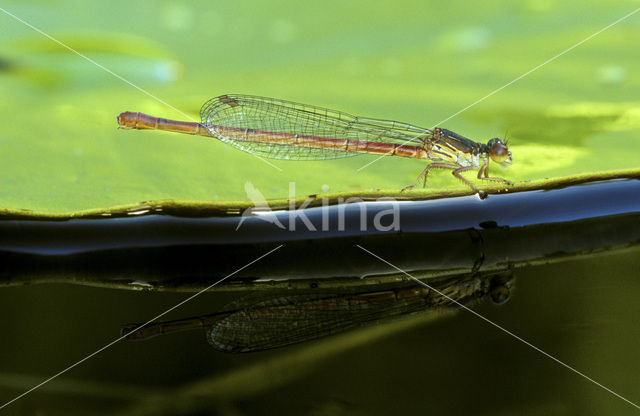 Koraaljuffer (Ceriagrion tenellum)