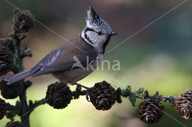 Kuifmees (Parus cristatus)