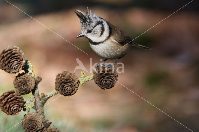 Kuifmees (Parus cristatus)