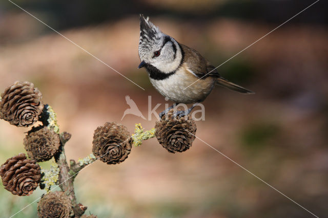 Kuifmees (Parus cristatus)