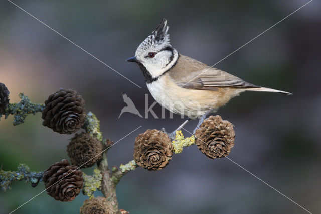 Kuifmees (Parus cristatus)