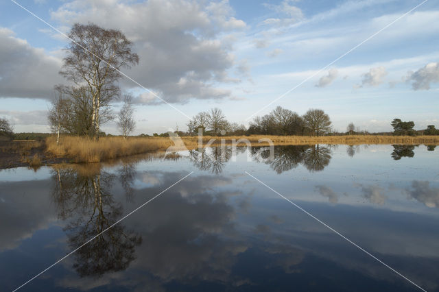 Landschotse Heide