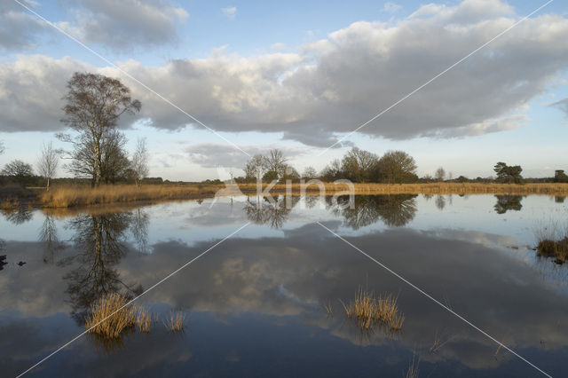 Landschotse Heide