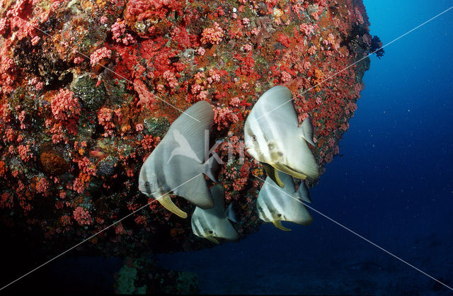 Longfin batfish (Platax teira)