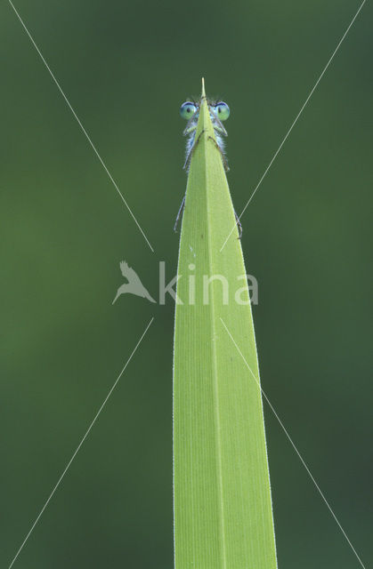 Lantaarntje (Ischnura elegans)