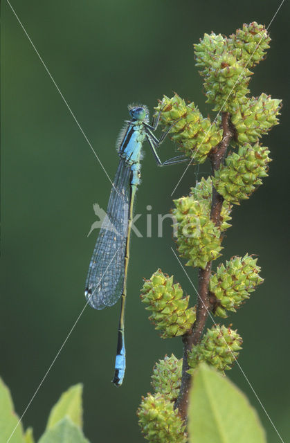 Lantaarntje (Ischnura elegans)