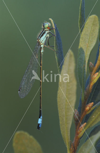 Lantaarntje (Ischnura elegans)