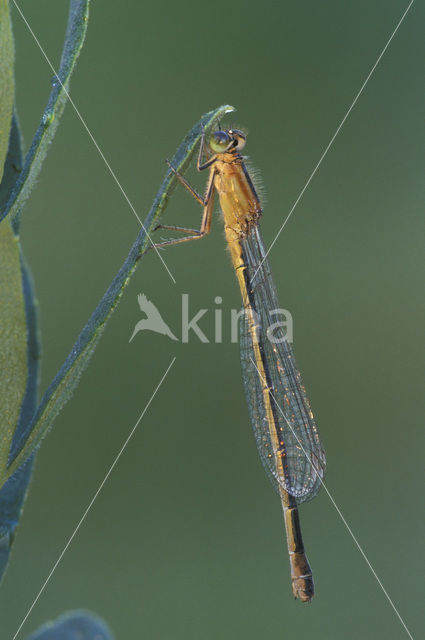 Lantaarntje (Ischnura elegans)