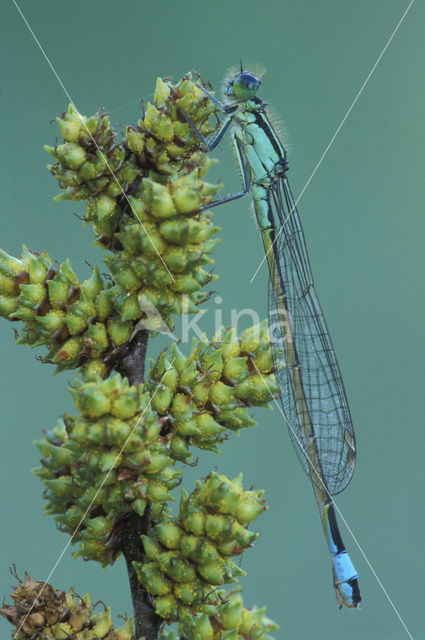 Lantaarntje (Ischnura elegans)