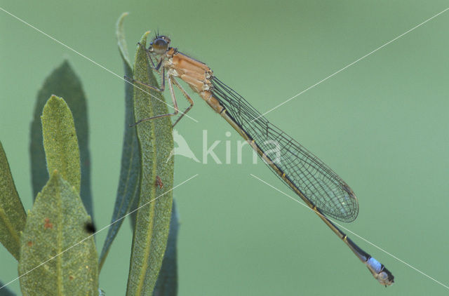 Lantaarntje (Ischnura elegans)