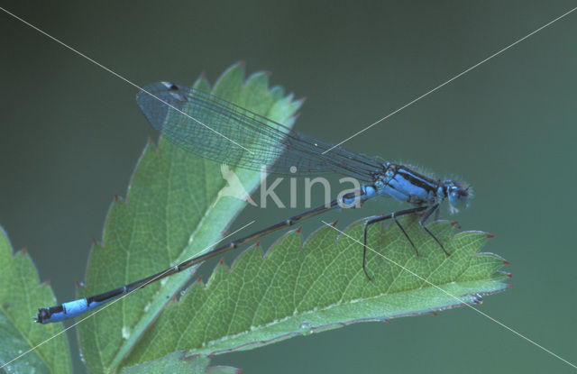 Lantaarntje (Ischnura elegans)