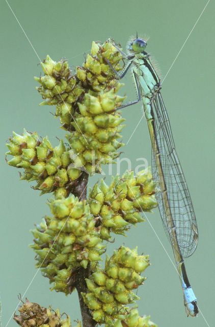 Lantaarntje (Ischnura elegans)