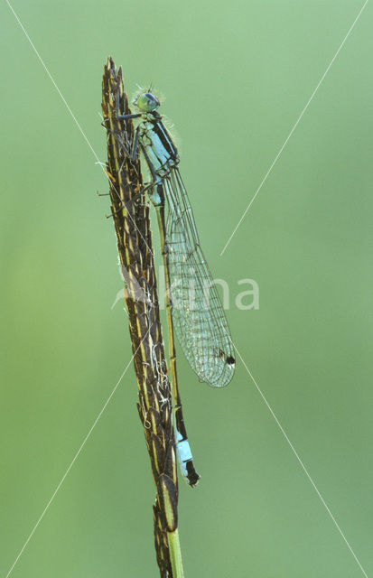 Lantaarntje (Ischnura elegans)