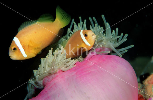 Maladiven Anemoonvis (Amphiprion nigripes)