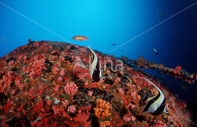 Moorish idol (Zanclus cornutus)