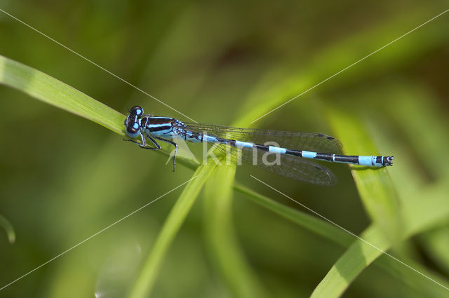 Mercuurwaterjuffer (Coenagrion mercuriale)