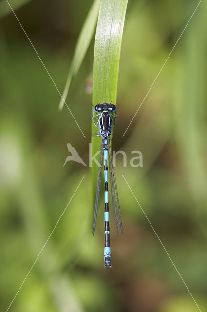 Mercuurwaterjuffer (Coenagrion mercuriale)