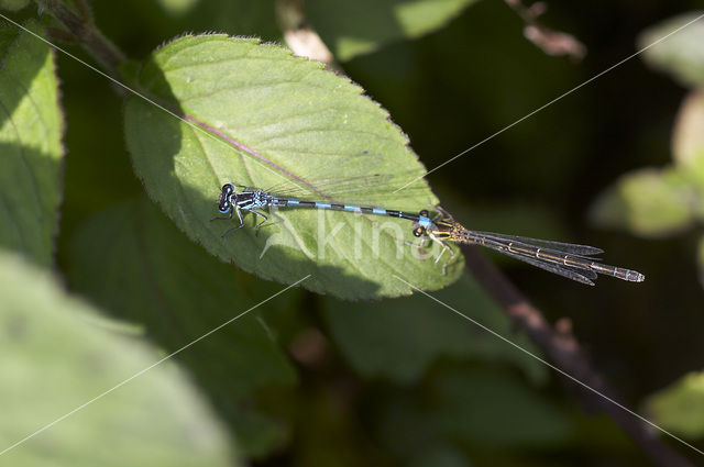 Mercuurwaterjuffer (Coenagrion mercuriale)