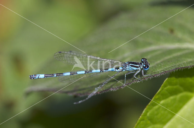 Mercuurwaterjuffer (Coenagrion mercuriale)