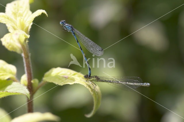 Mercuurwaterjuffer (Coenagrion mercuriale)