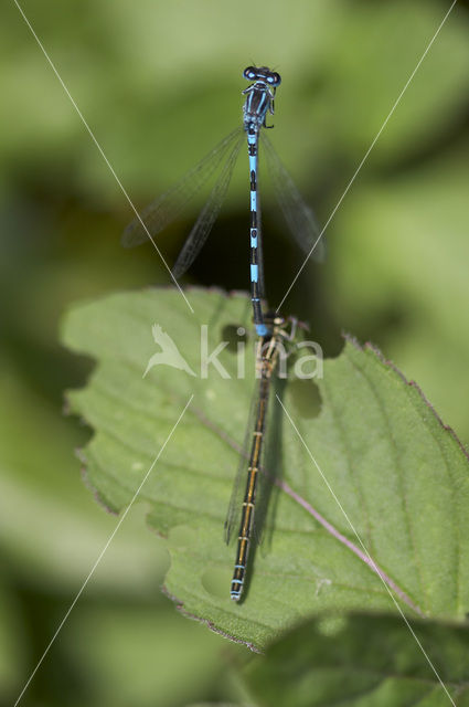 Mercuurwaterjuffer (Coenagrion mercuriale)