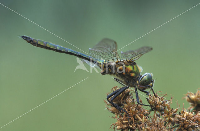 Metaalglanslibel (Somatochlora metallica)