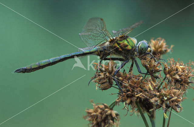 Metaalglanslibel (Somatochlora metallica)