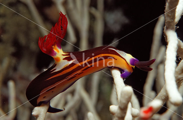 Naaktslak (Nembrotha megalocera)