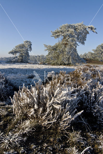 Nationaal Park De Hoge Veluwe