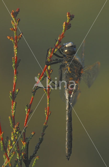 Noordse witsnuitlibel (Leucorrhinia rubicunda)