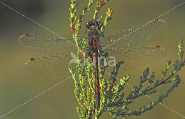 Noordse witsnuitlibel (Leucorrhinia rubicunda)