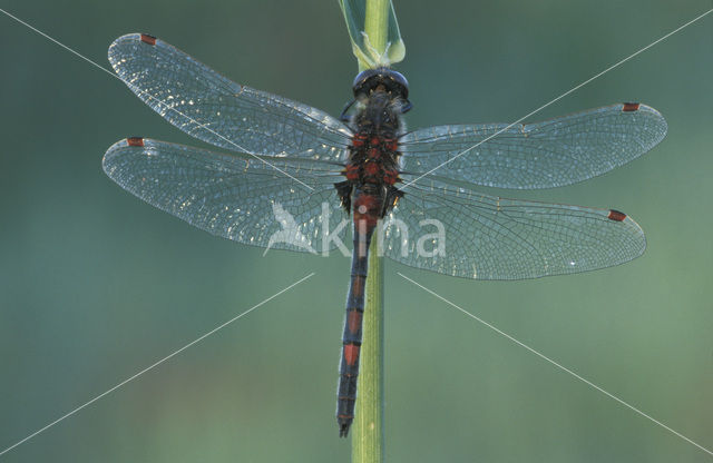 Noordse witsnuitlibel (Leucorrhinia rubicunda)