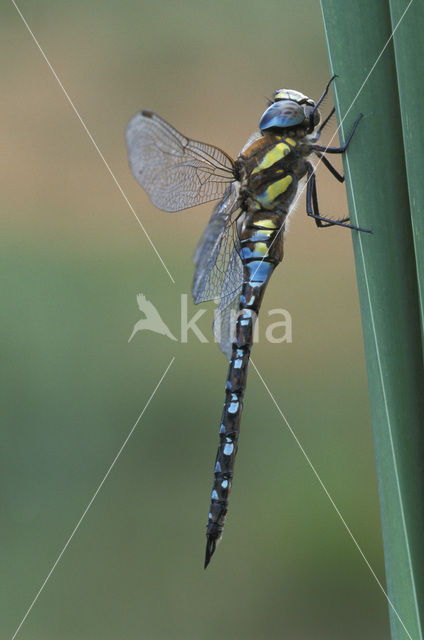 Paardenbijter (Aeshna mixta)