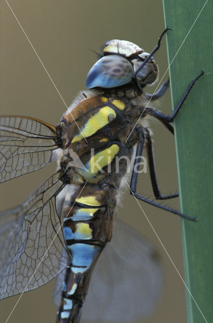 Paardenbijter (Aeshna mixta)