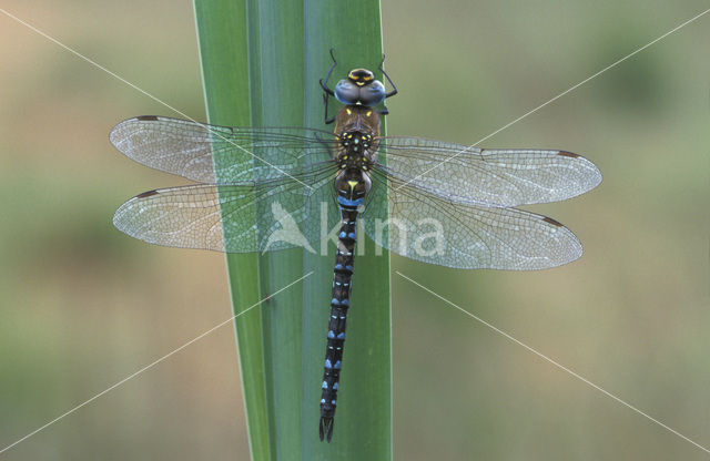 Paardenbijter (Aeshna mixta)