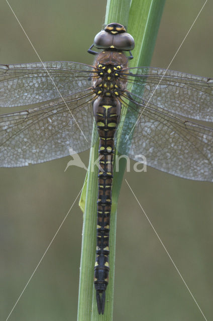 Paardenbijter (Aeshna mixta)