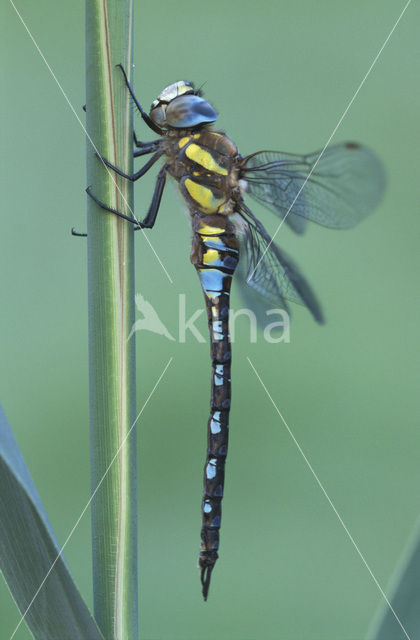 Paardenbijter (Aeshna mixta)