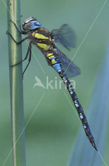 Paardenbijter (Aeshna mixta)