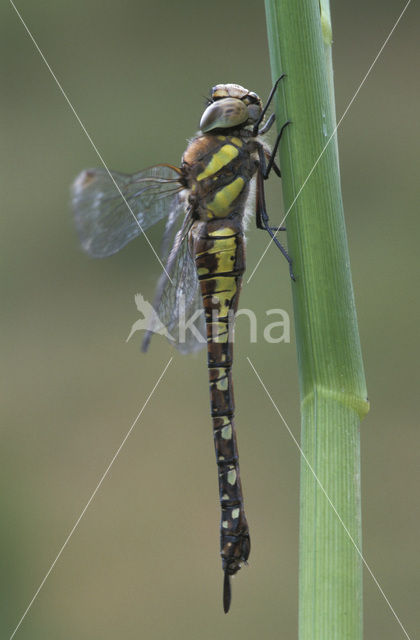 Paardenbijter (Aeshna mixta)