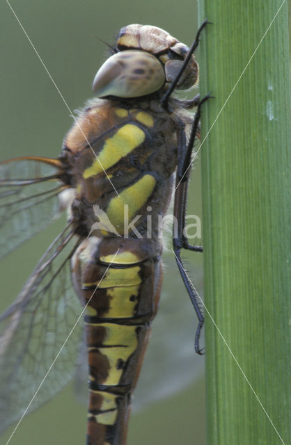 Paardenbijter (Aeshna mixta)