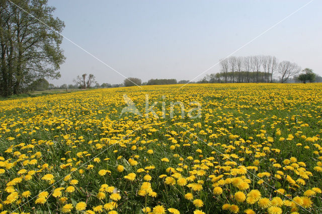 Paardenbloem (Taraxacum spec.)