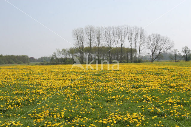 Paardenbloem (Taraxacum spec.)