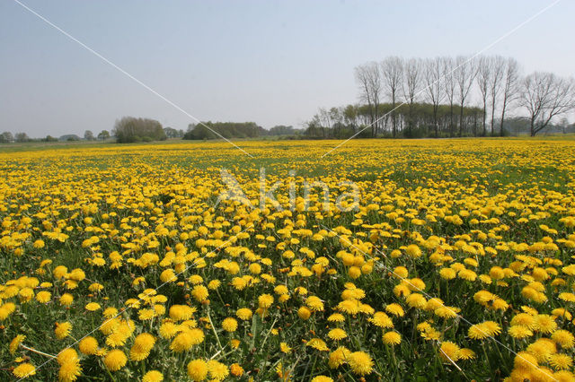 Paardenbloem (Taraxacum spec.)