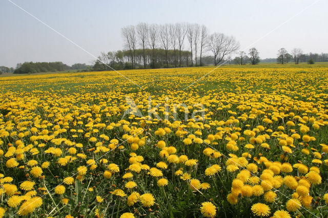 Paardenbloem (Taraxacum spec.)