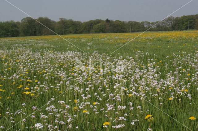 Paardenbloem (Taraxacum spec.)