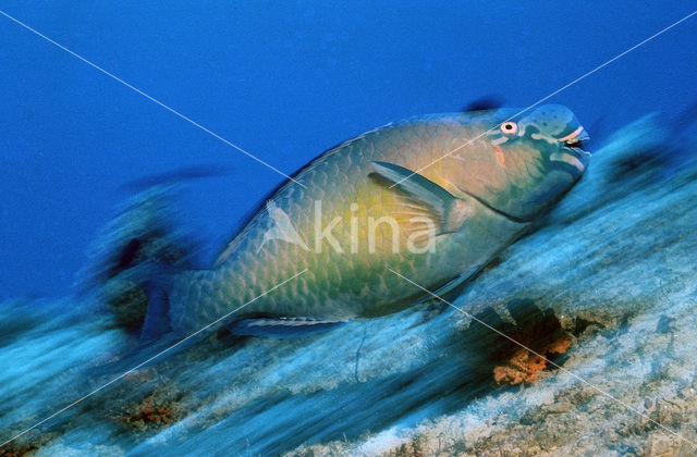 Festive parrotfish (Scarus festivus)