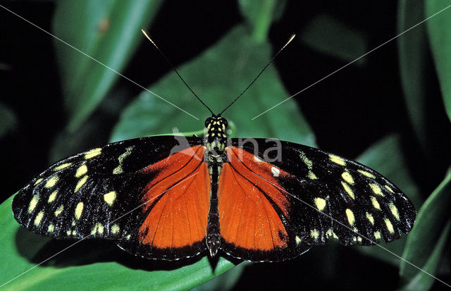 Passiebloemvlinder (Heliconius hecale)