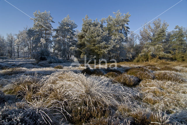 Pijpestrootje (Molinia caerulea)